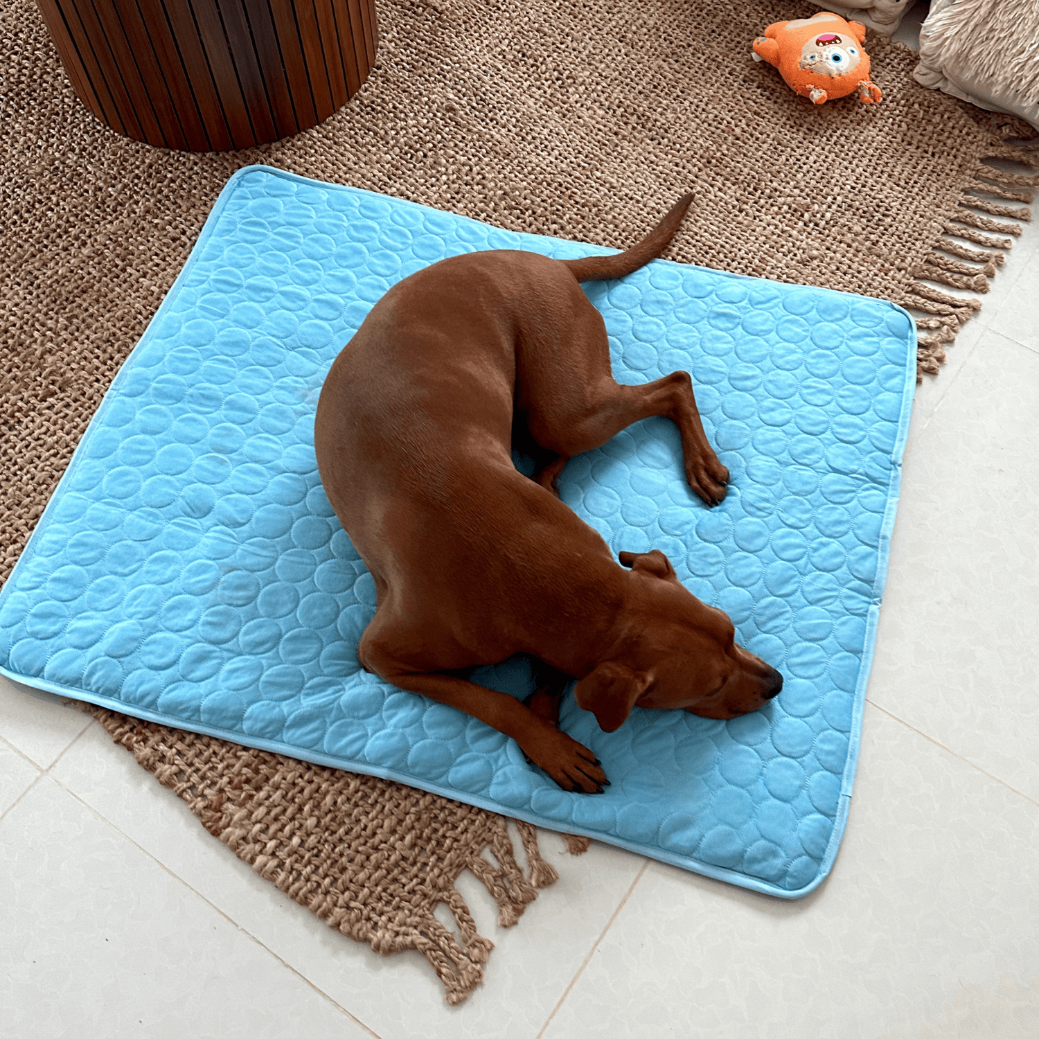Kühlende Hundematte für heiße Sommertage – Bild 2